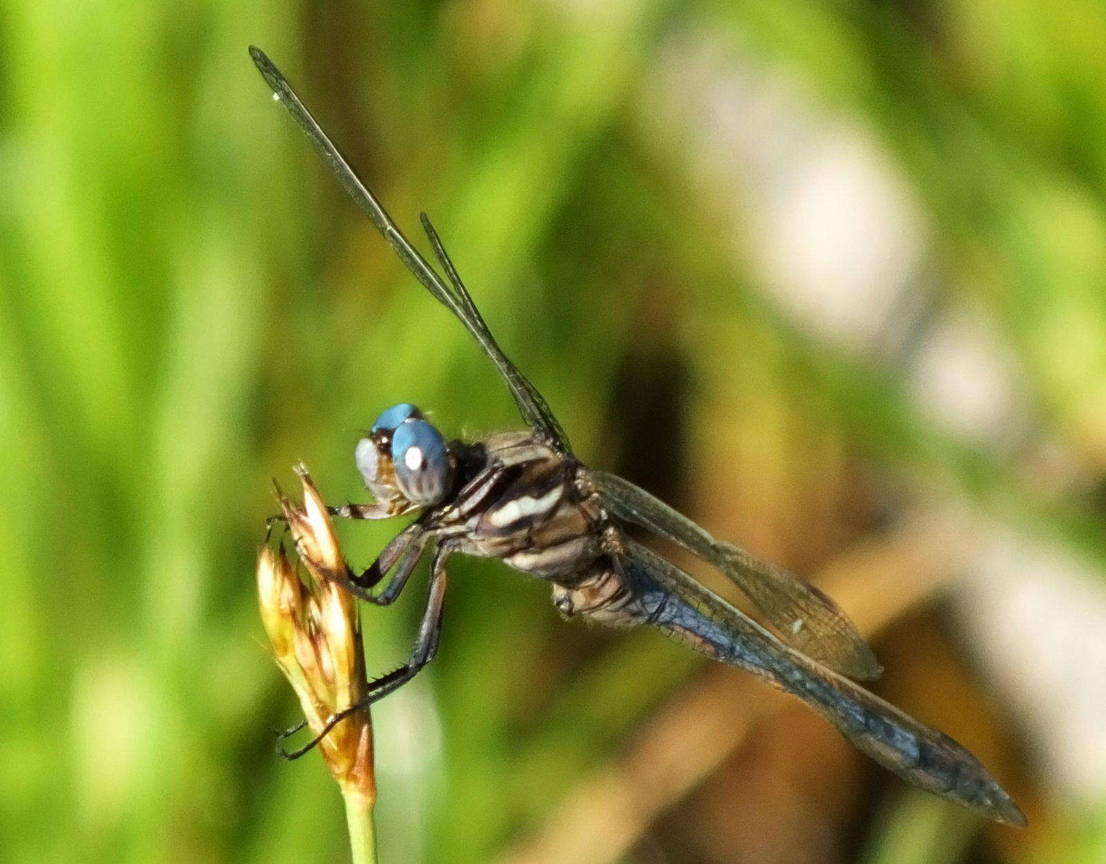 Image of Two-striped Skimmer