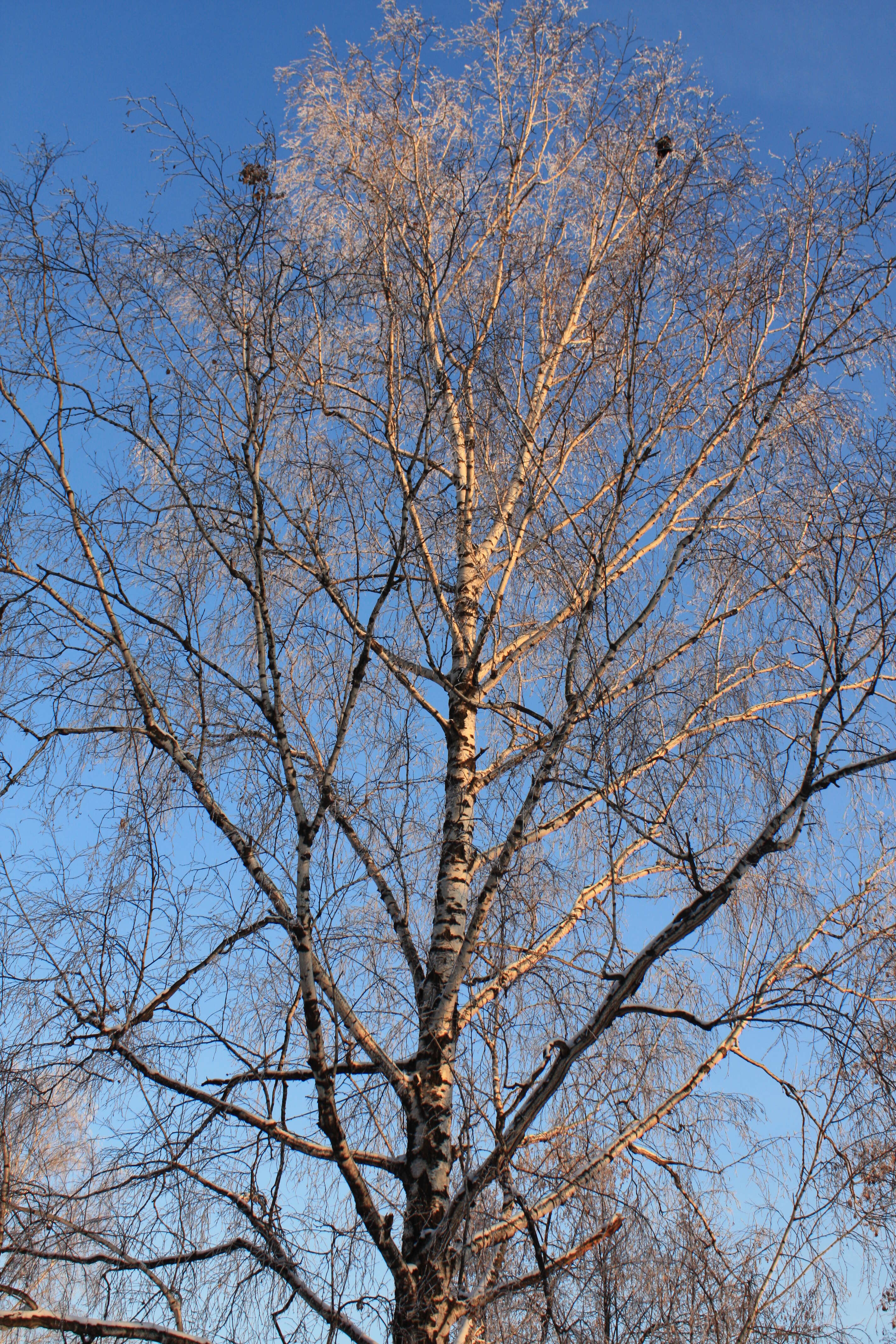 Image of Common Birch