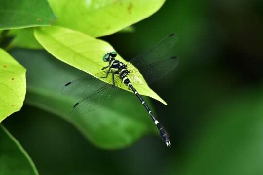 Imagem de Microgomphus souteri Fraser 1924