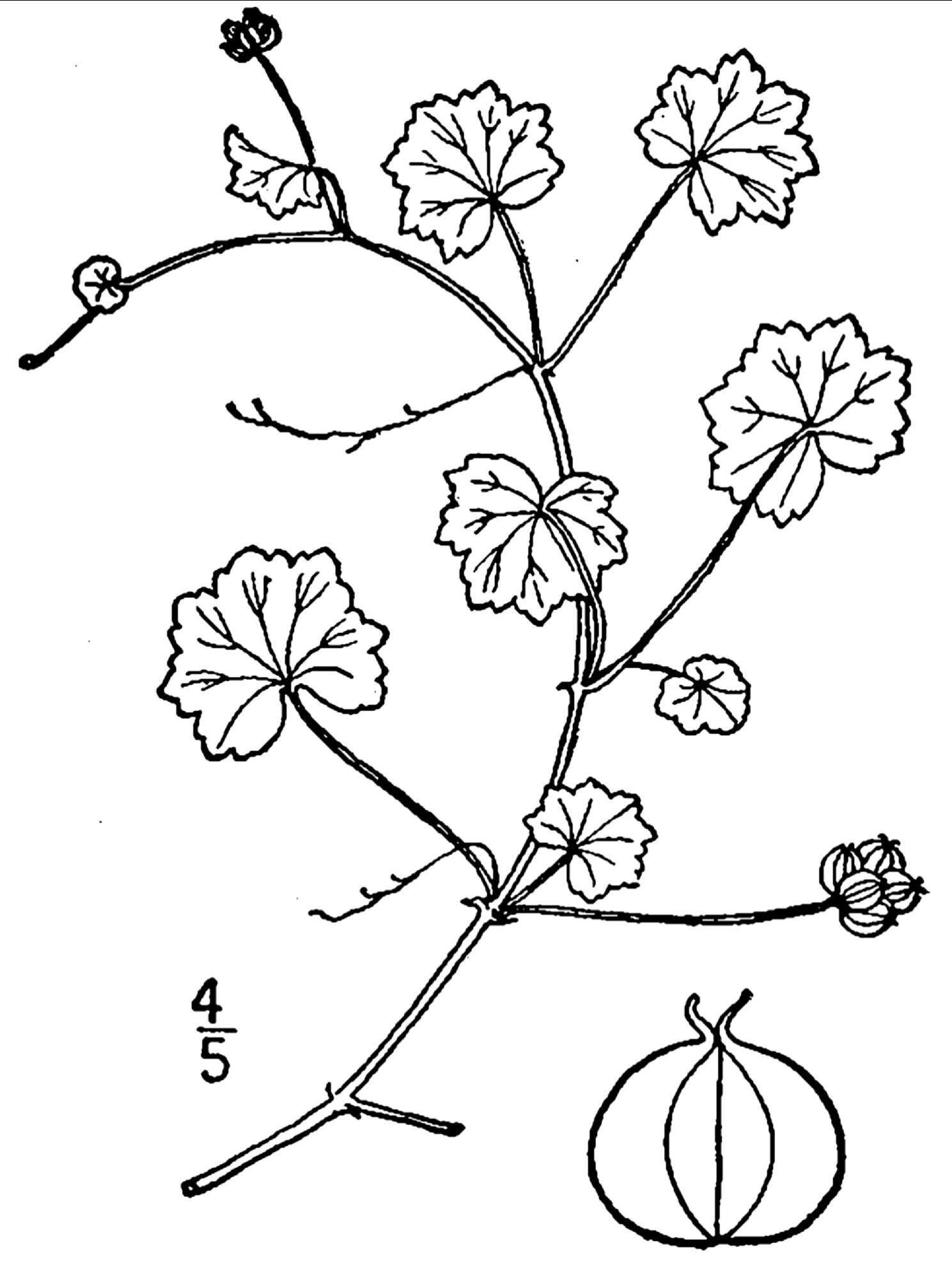 Imagem de Hydrocotyle sibthorpioides Lam.