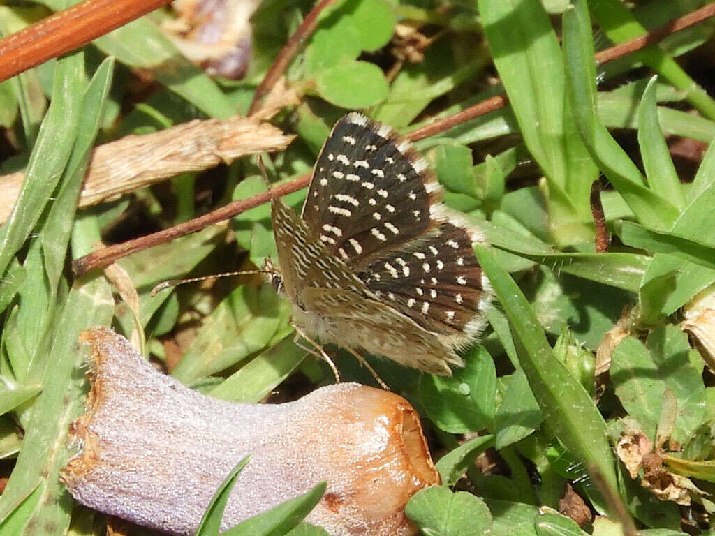 Actizera stellata (Trimen 1883) resmi