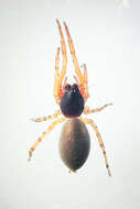 Image of Ant mimic spider