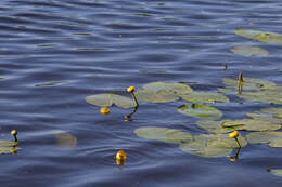 Image de Nénuphar Jaune