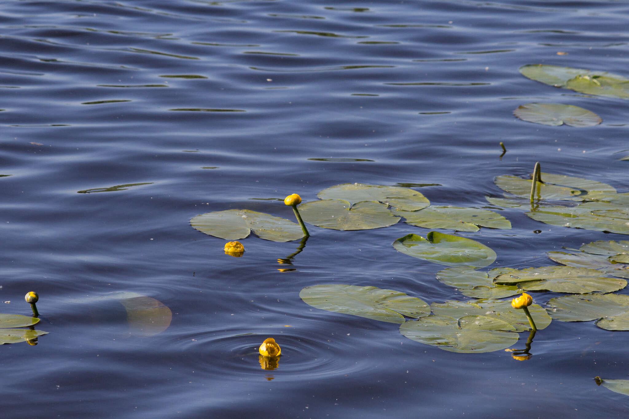 Image de Nénuphar Jaune