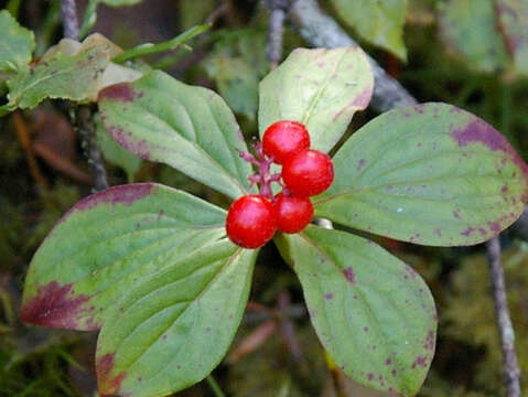 Image of bunchberry dogwood