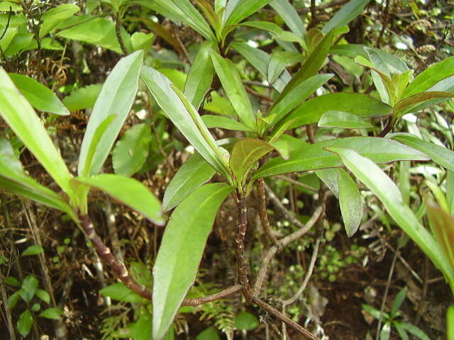 Image de Urostemon kirkii var. angustior (Allan) B. Nord.