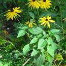 Rudbeckia subtomentosa Pursh resmi