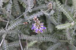 Image of Marina maritima (Brandegee) Barneby