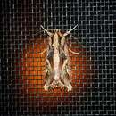 Image of Sweetpotato Armyworm Moth