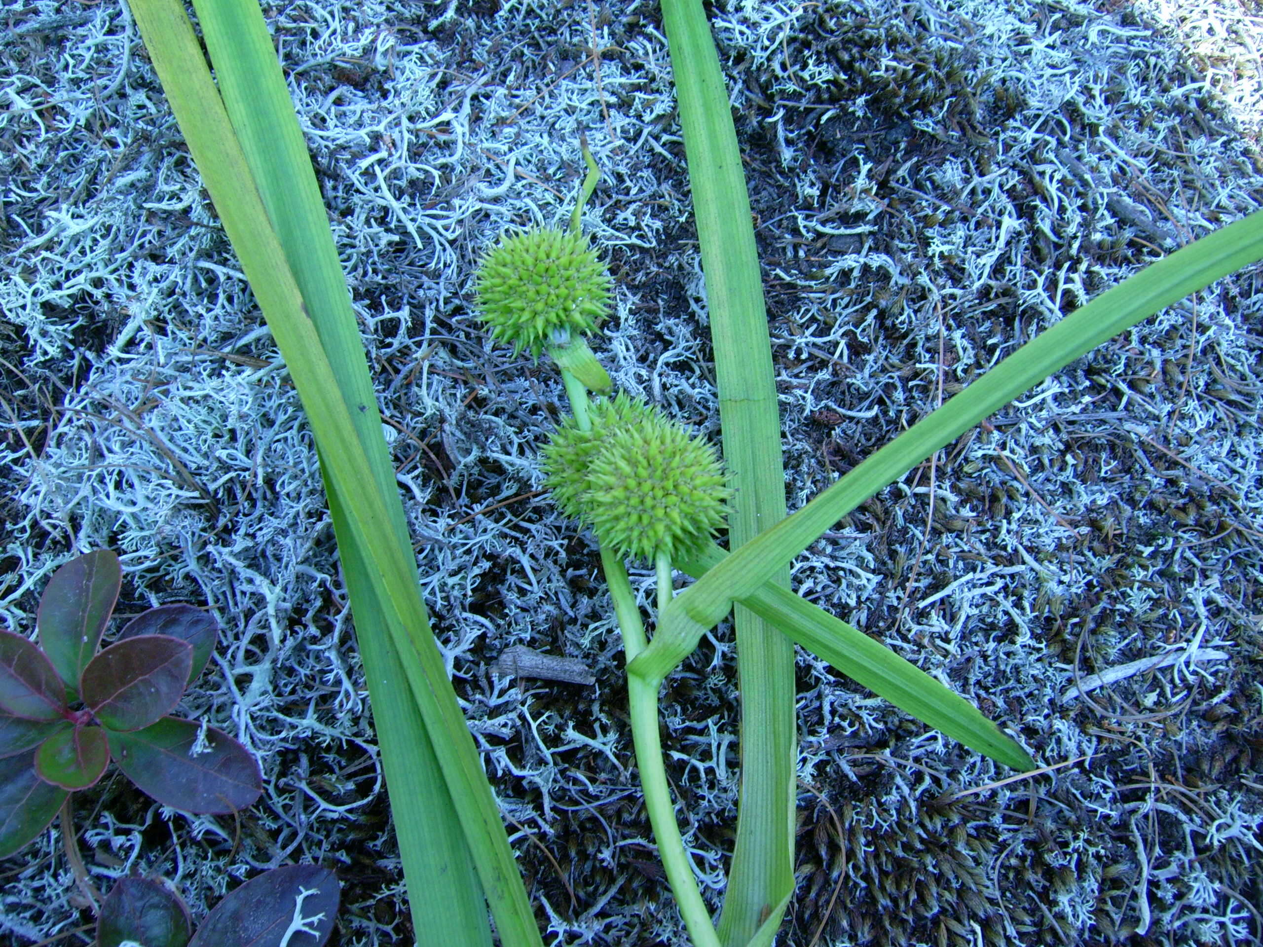 Image of big bur-reed