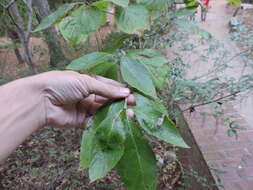 Image of flowering dogwood