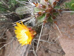 Image of Corryocactus aureus (F. A. C. Weber) Hutchison