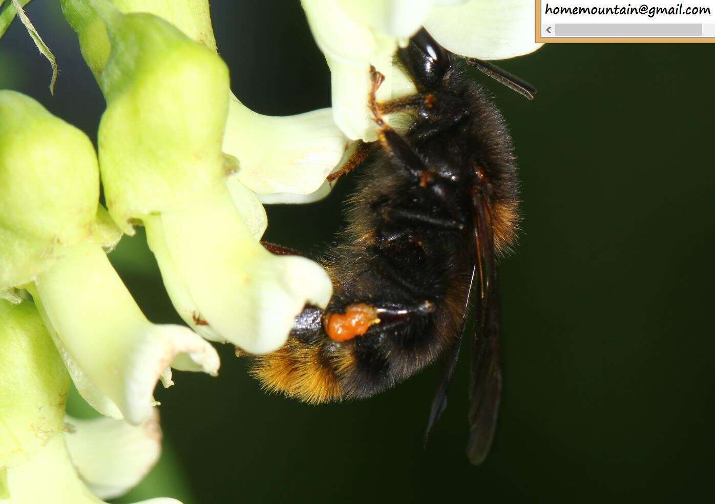 Слика од Bombus koreanus (Skorikov 1933)