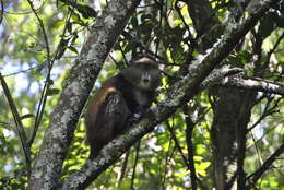 Image of Golden monkey