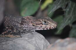 Image of Kashmir Rock Agama