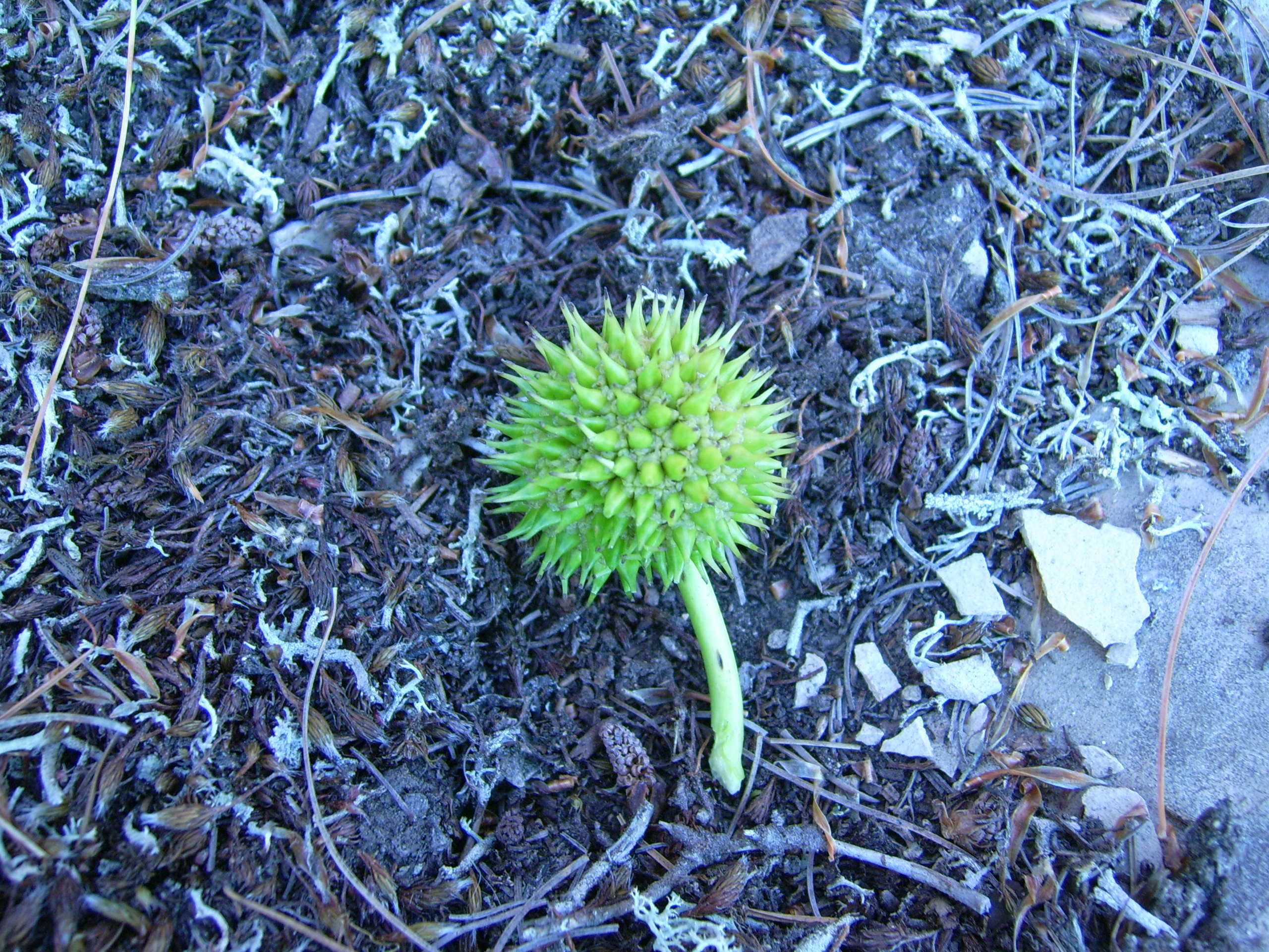 Image of big bur-reed