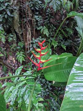 صورة Heliconia farinosa Raddi