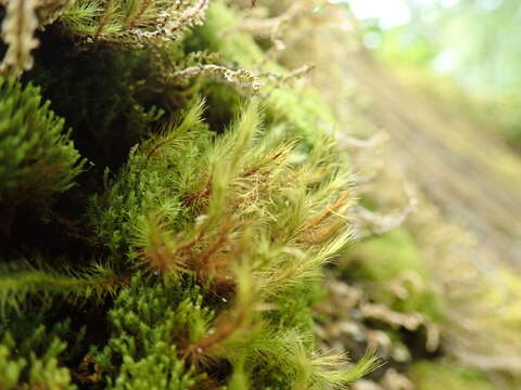 Image of Menzies' anacolia moss