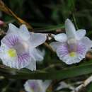 Dendrobium linearifolium Teijsm. & Binn. resmi