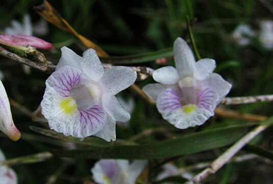 Dendrobium linearifolium Teijsm. & Binn. resmi