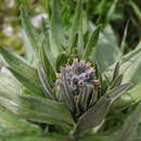 Image of Cynoglossum apenninum L.