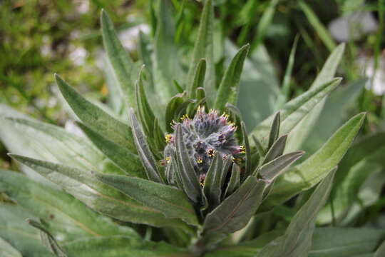 Imagem de Cynoglossum apenninum L.