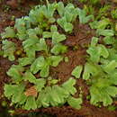 Image of Riccia crozalsii Levier