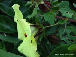 Image of Prickly hibiscus creeper