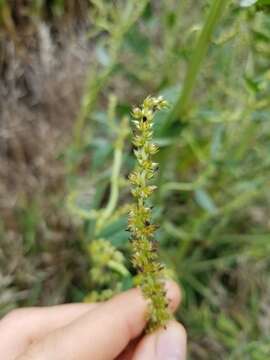 Image de Amaranthus tuberculatus var. rudis