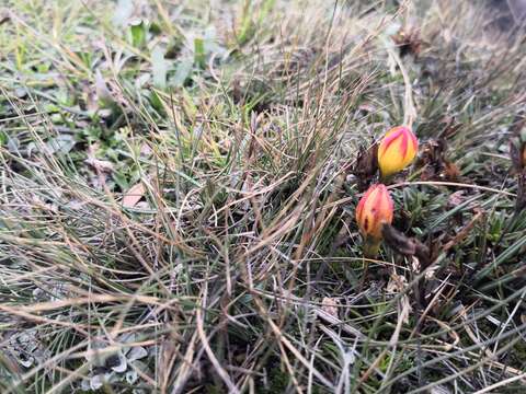 Imagem de Gentianella hirculus (Griseb.) Fabris