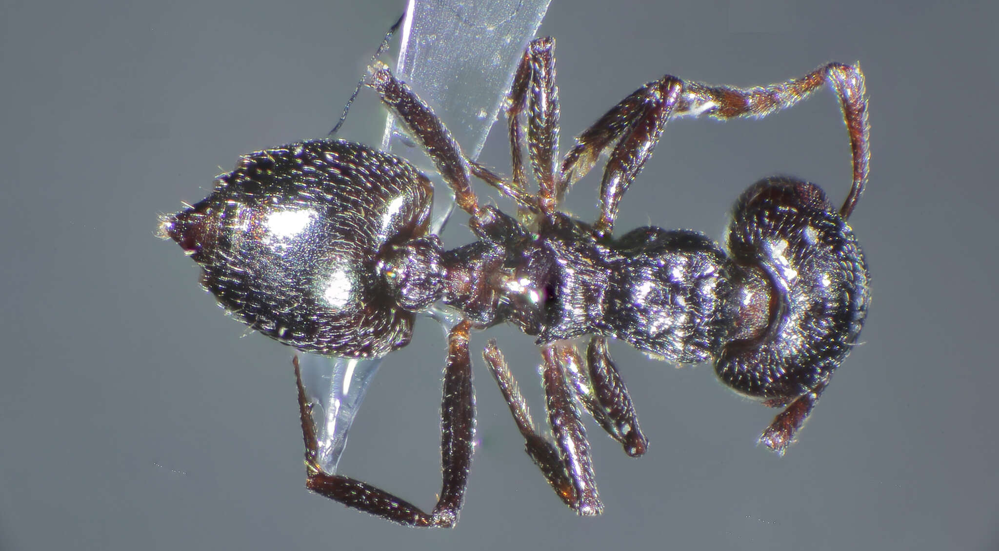 Image of Crematogaster laestrygon Emery 1869