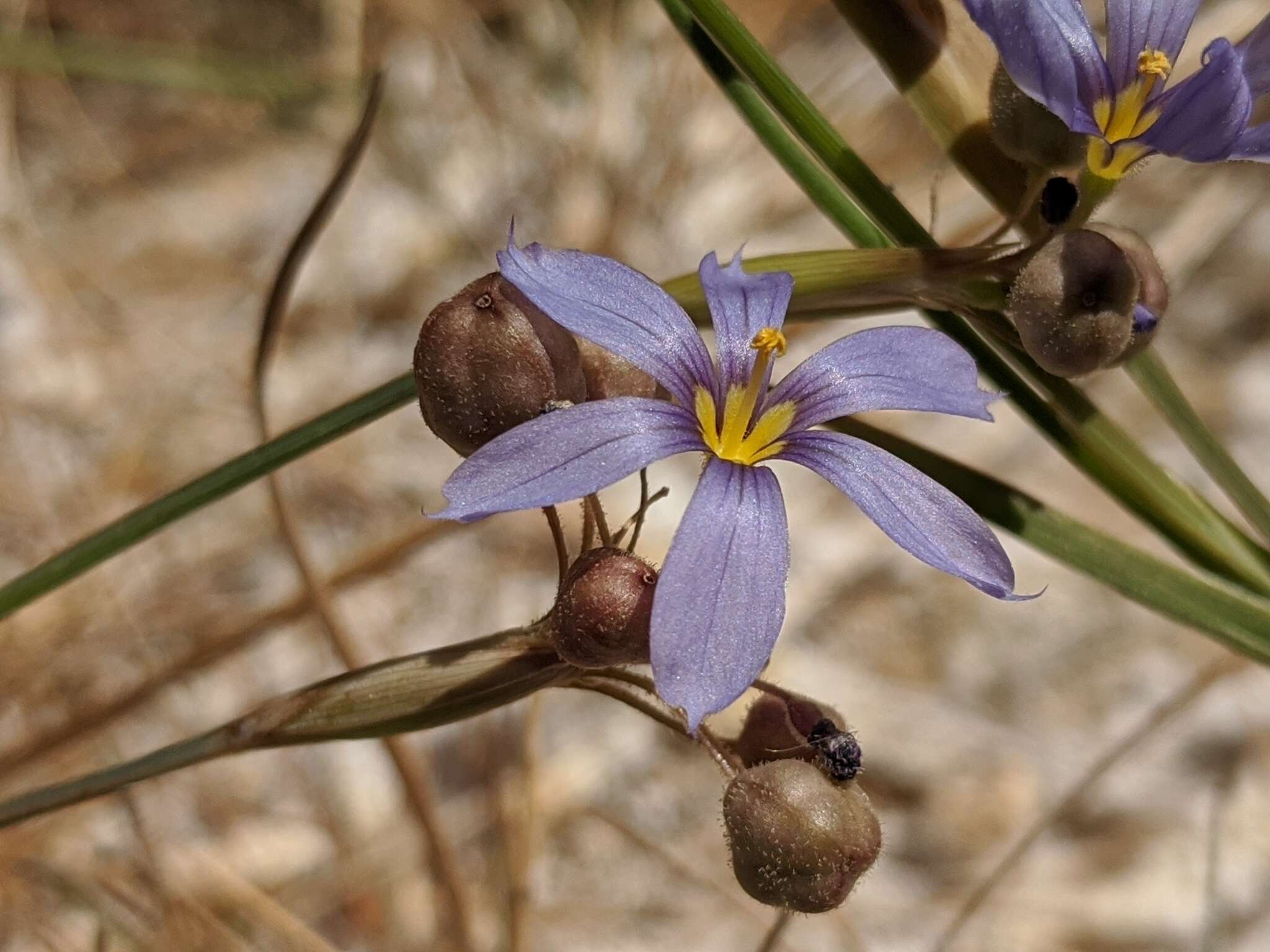 Image of Funeral Mountain blue-eyed grass