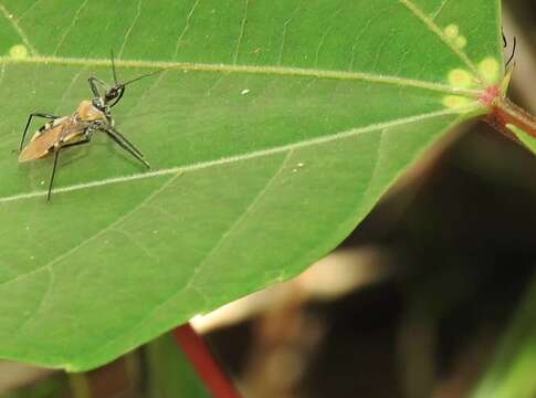 Image of Biasticus flavus (Distant 1903)