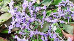 Image of Limonium compactum Erben & Brullo