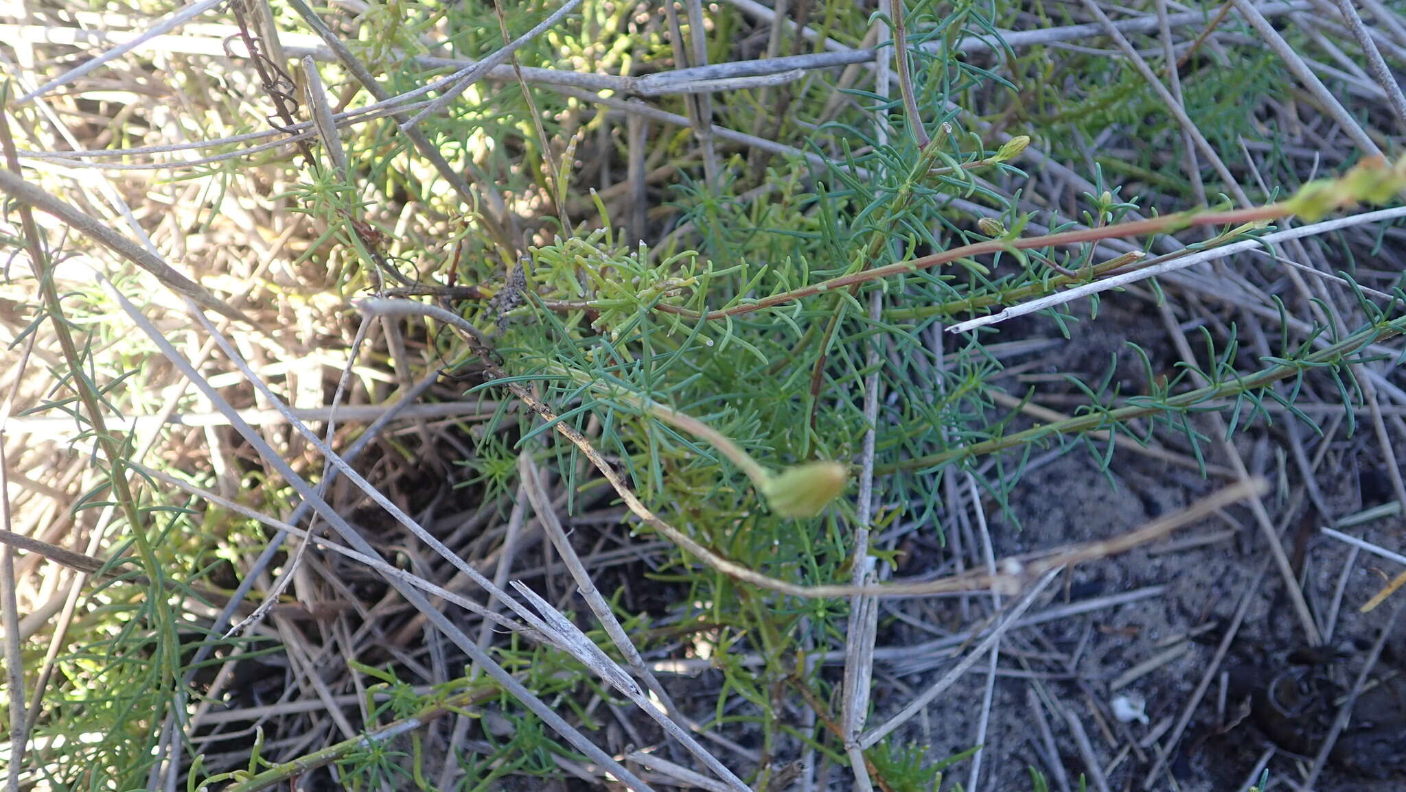 Sivun Hebenstretia integrifolia L. kuva