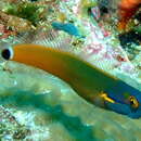 Image of Tail-spot Combtooth-Blenny
