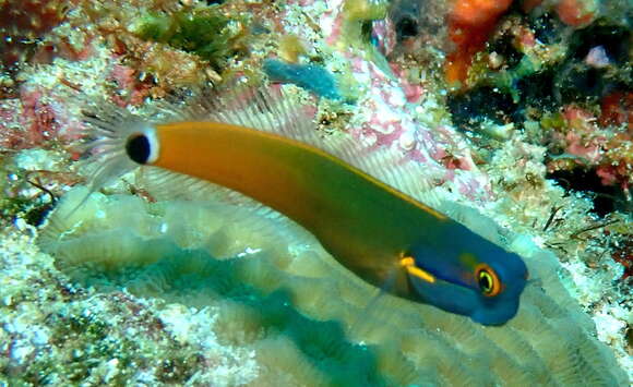 Image of Tail-spot Combtooth-Blenny