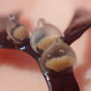 Sivun Tritia reticulata (Linnaeus 1758) kuva