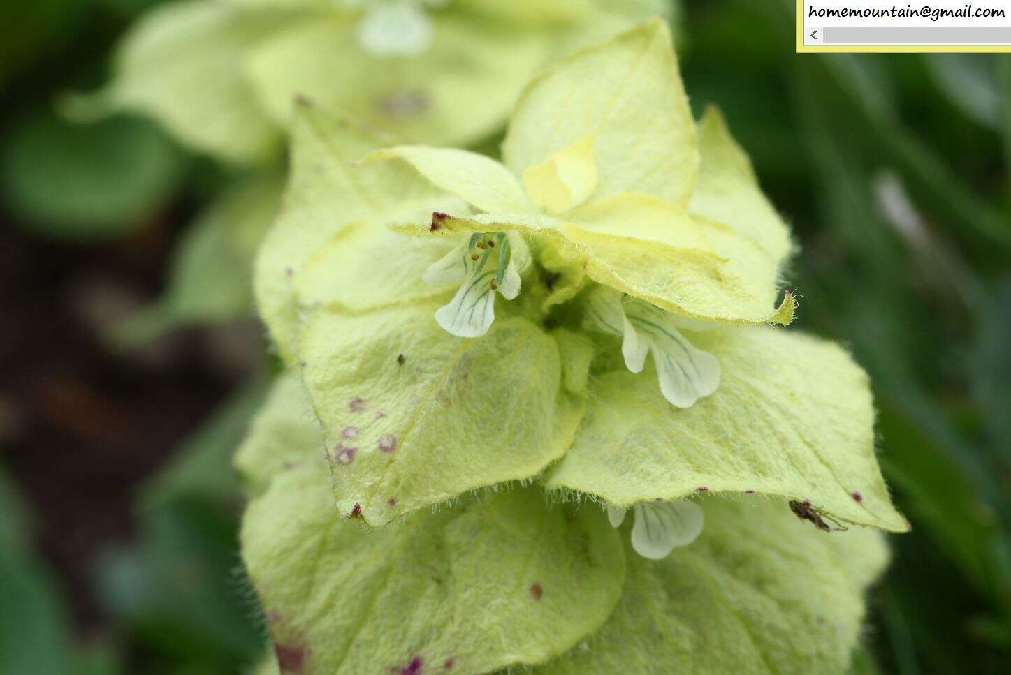 Image of Ajuga lupulina Maxim.