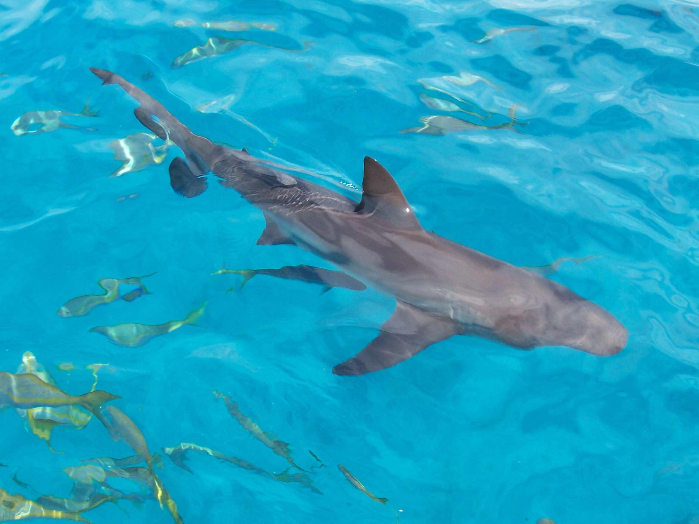 Image of Caribbean Reef Shark