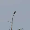 Image of Northern Hawk Cuckoo