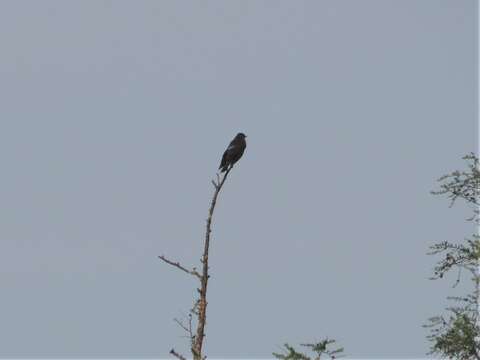 Image of Northern Hawk Cuckoo