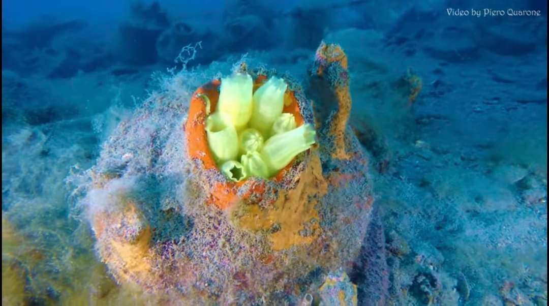 Image of yellow sea squirt