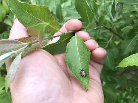 Image of Common Willow Calligrapha