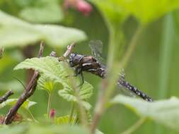 Image of California Darner