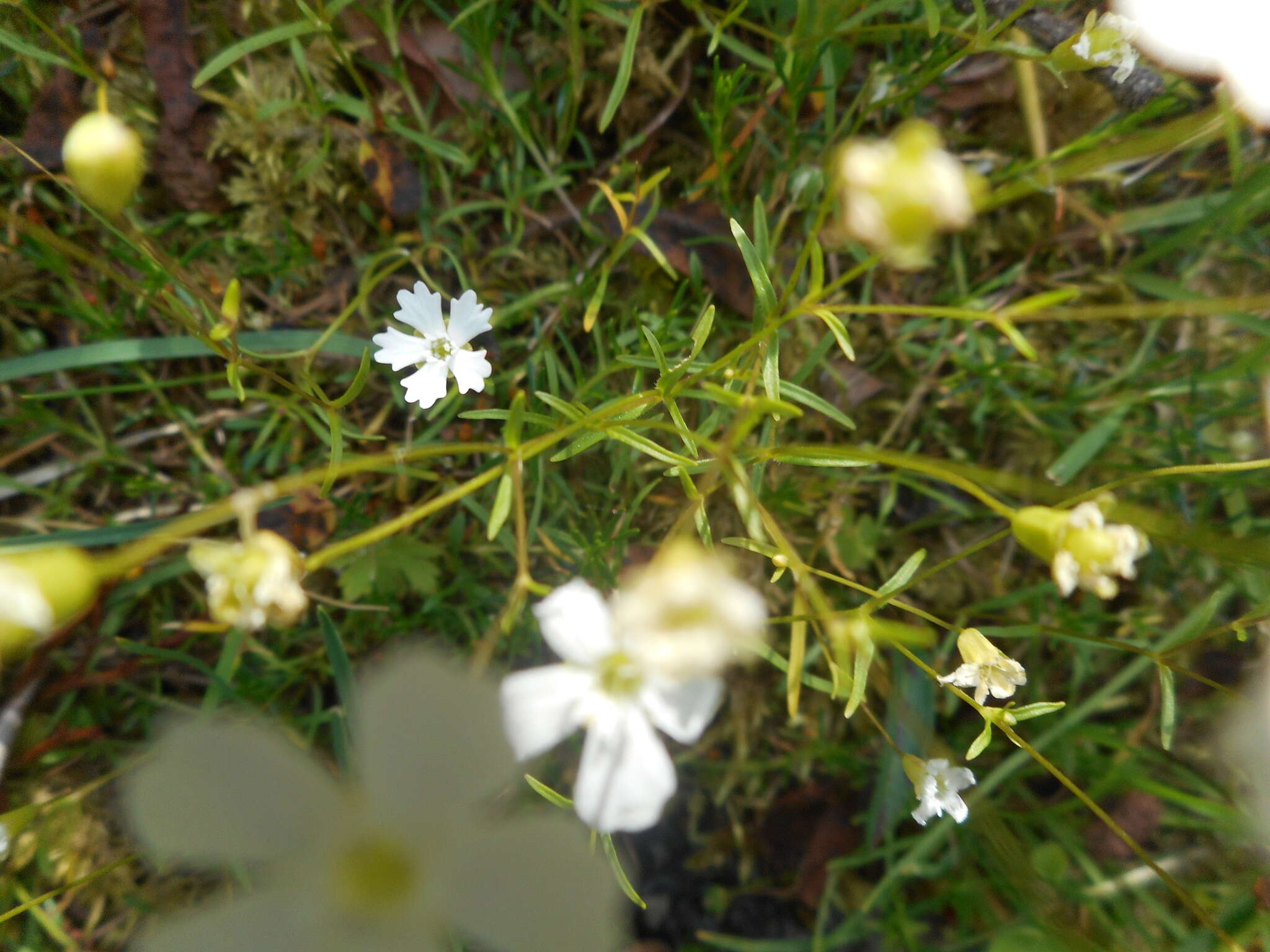 Image de Heliosperma pusillum (Waldst. & Kit.) Rchb.