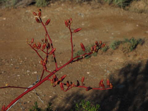 Image of Tylecodon paniculatus (L. fil.) H. Tölken