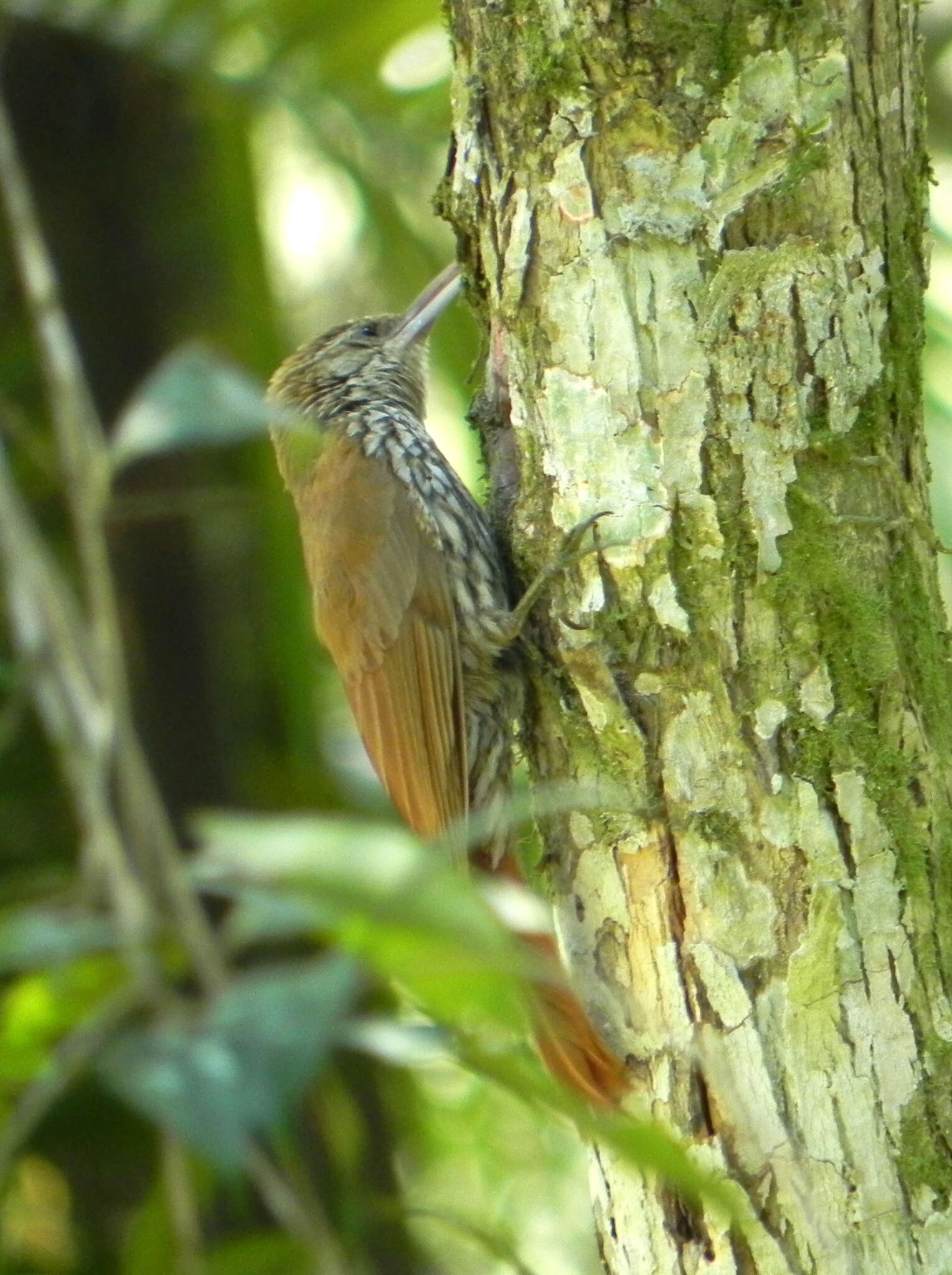 Image of Scaled Woodcreeper