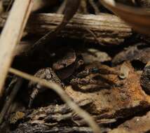 Image of Habronattus texanus (Chamberlin 1924)