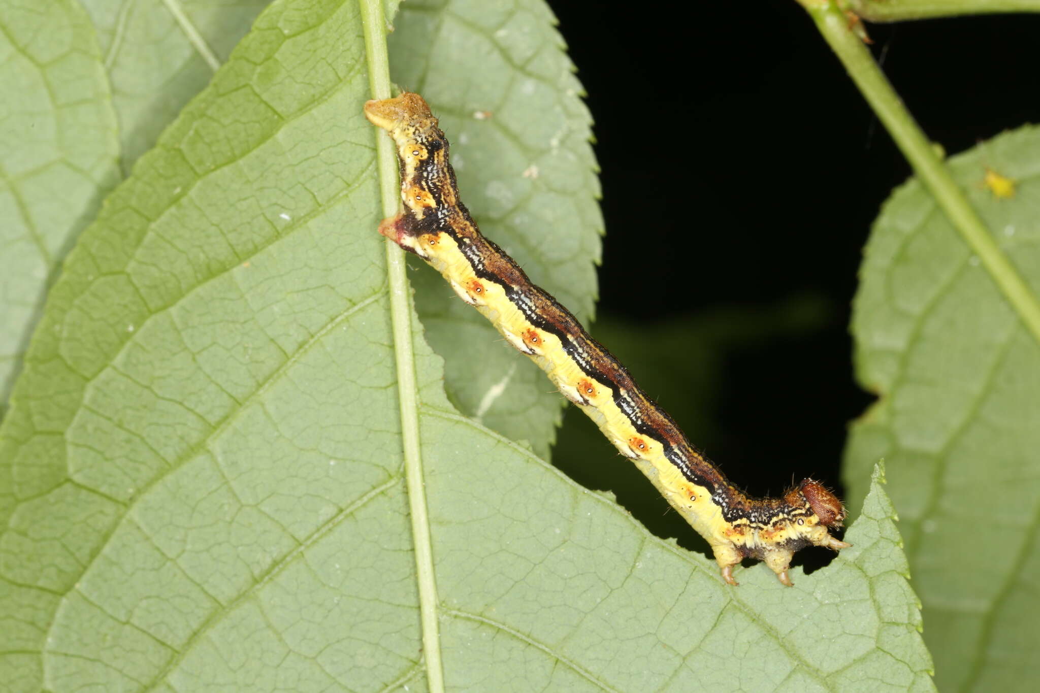 Image of mottled umber